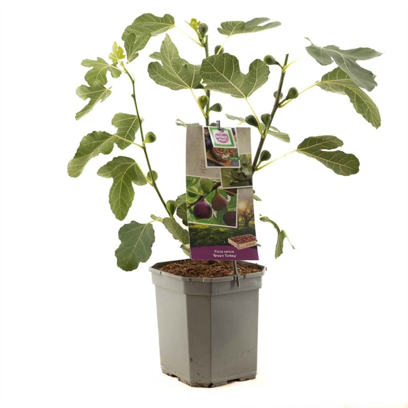 Ficus car. 'Brown Turkey' - C5 50-60 CM